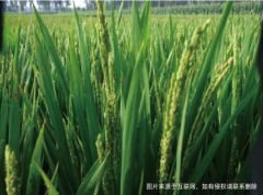 涿州：皇家御米的产地， 亦是理想人居美域